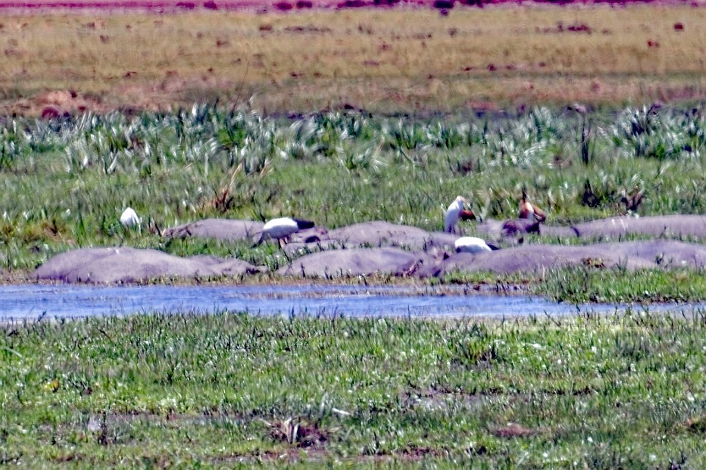 Kenia (209).jpg
